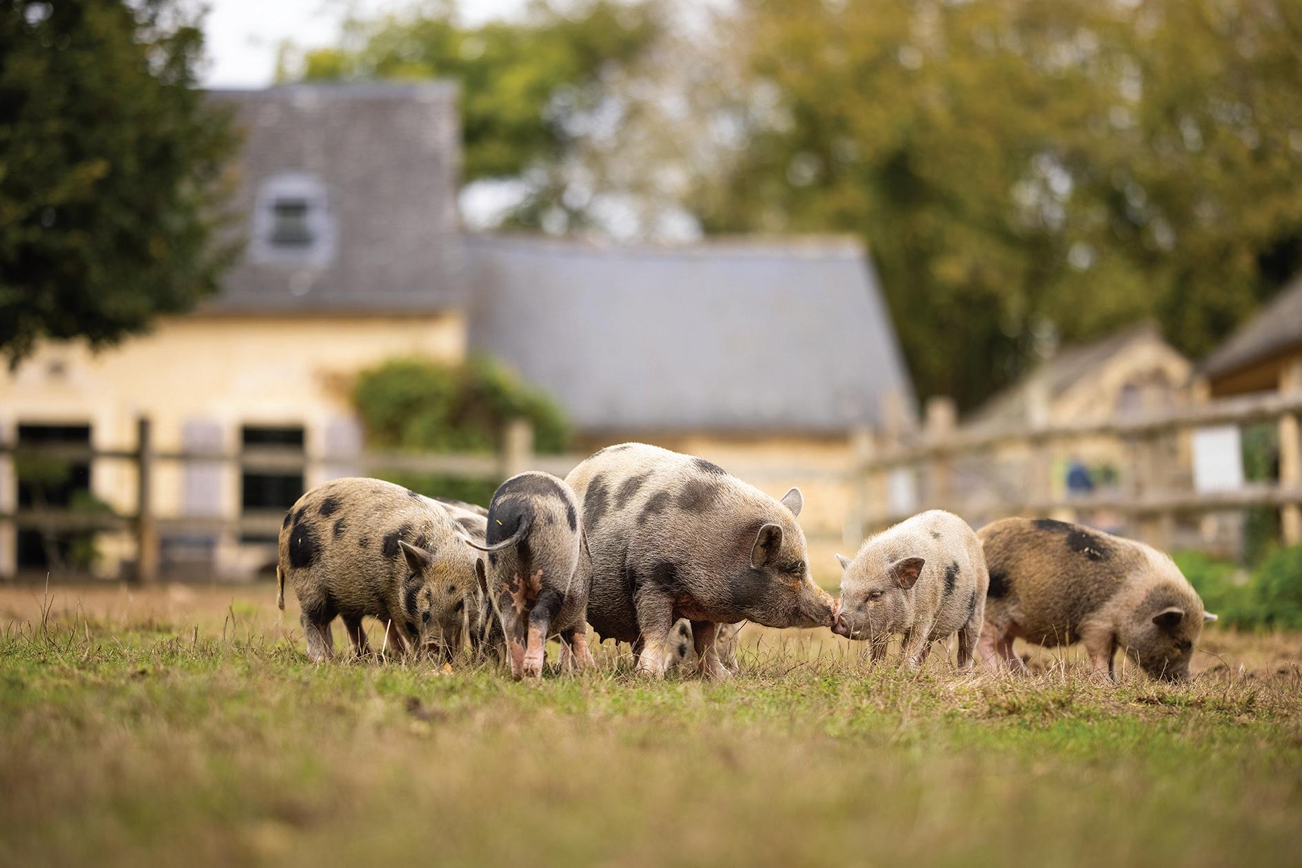 Le Refuge GroinGroin - Rosalie land