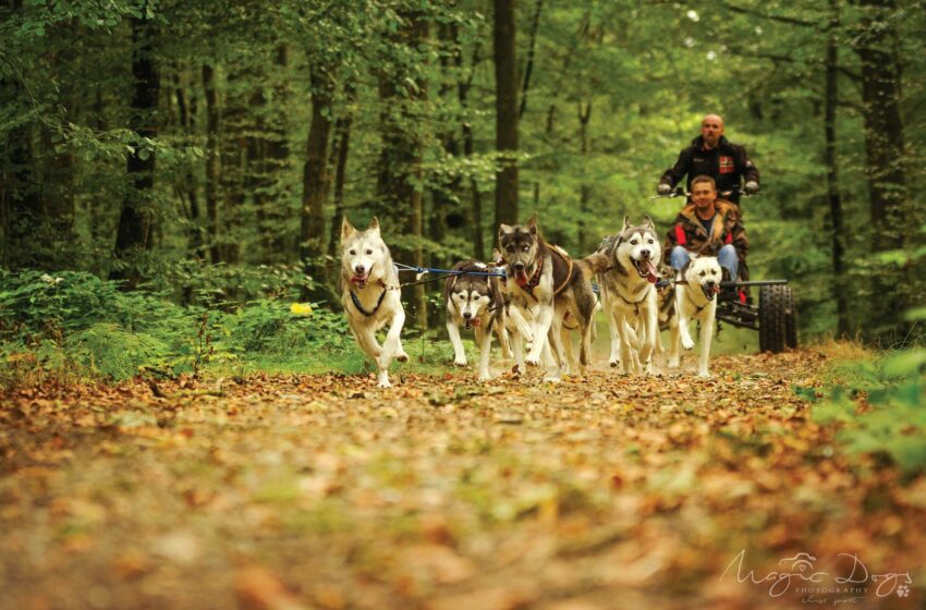  Cani rider – Sled Ride Dog